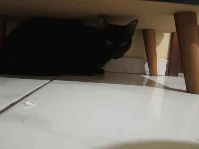 Gato preto pra doação 