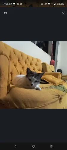 Gato castrado