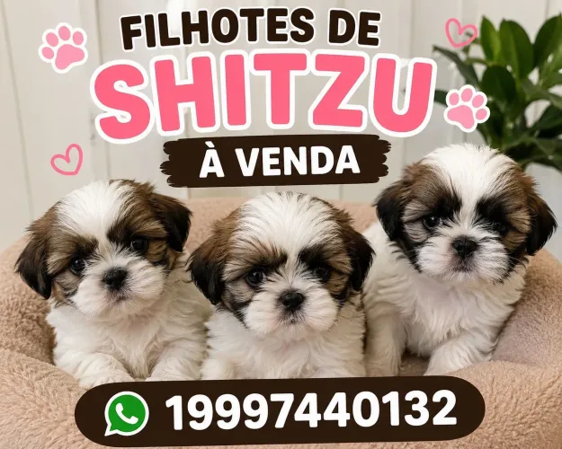 Filhotes de Shitzu