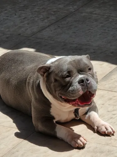 Doação responsável de cão American Bully 