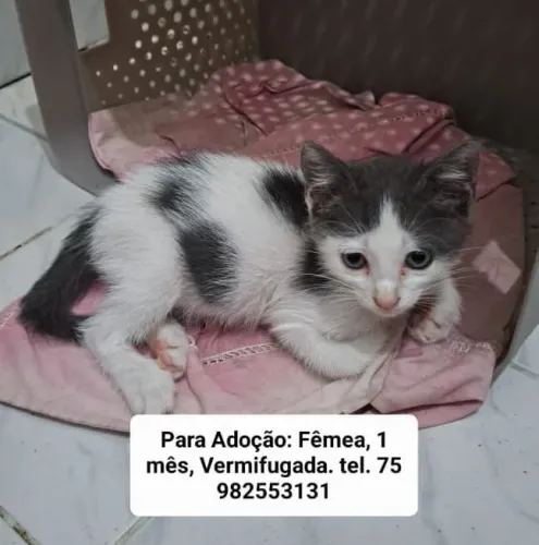 Gato para adoção