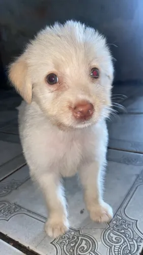 Adoção responsável