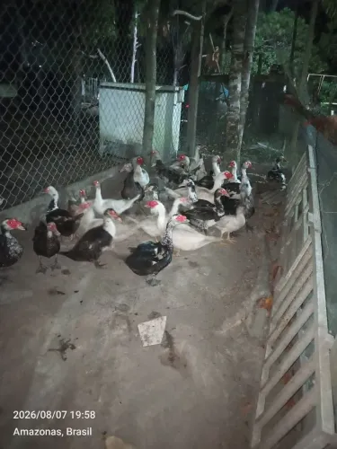 Vende-se Patos e patas