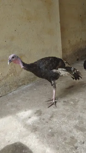 Frango de peru macho