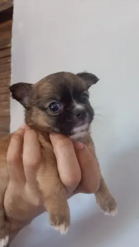 Chihuahua macho