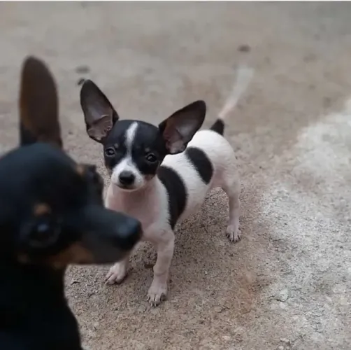 Pinscher miniatura -de bolso Entre em contato
