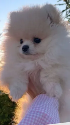 Cachorro Spitz Alemao lindo padrão da raça disponível já
