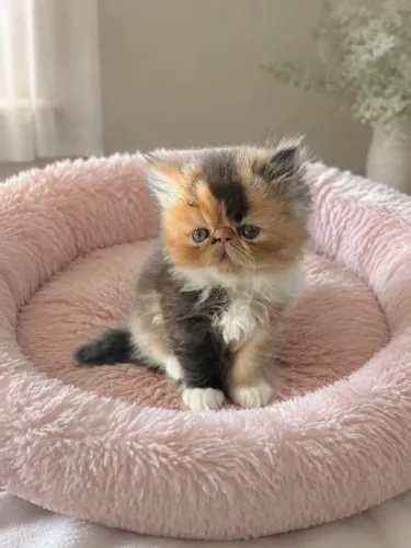 Linda gatinha persa tricolor fêmea cor rara lindíssima