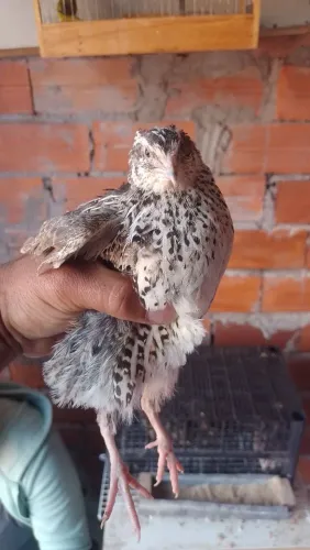 Codorna e porquinho da índia