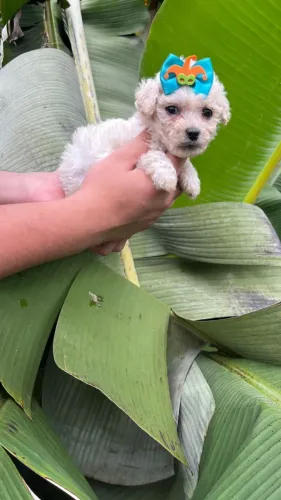 Poodle incrível para fazer parte daqui