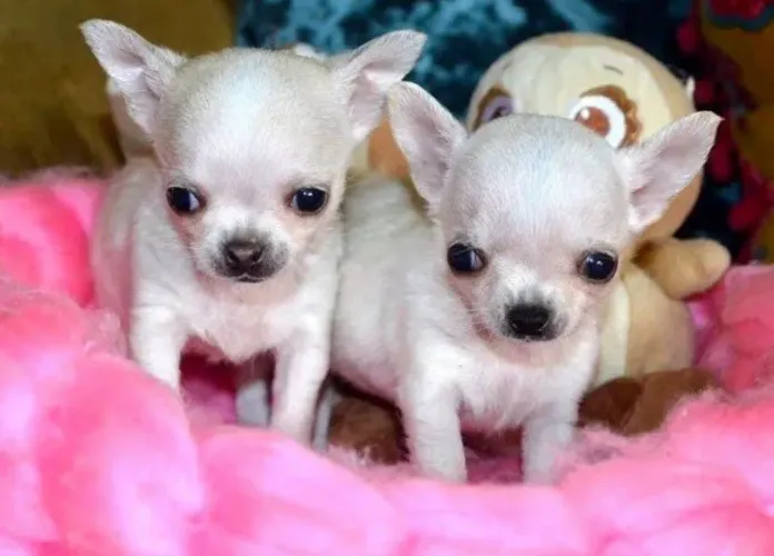 CHIHUAHUA Pelo Curto