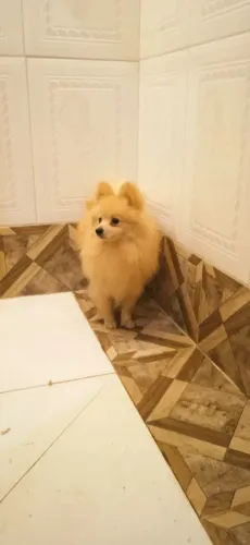 Lulu da Pomerânia