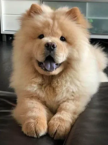 Filhote Chow-Chow, Os filhotinhos mais fofos e brincalhões esperam por você!