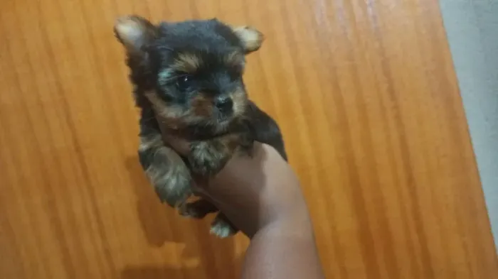 Yorkzinha que cabe na mão