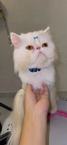 GATOS PERSAS