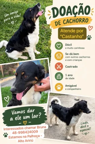 Doação de cachorro castrado