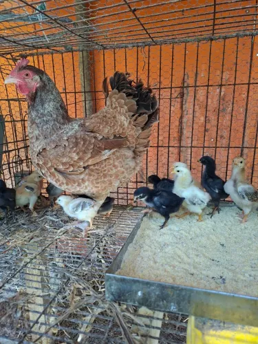 Galinha com 14 pintinhos