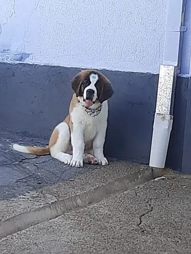 Doação cachorro são Bernardo 8 meses