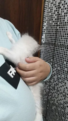 Gatinho