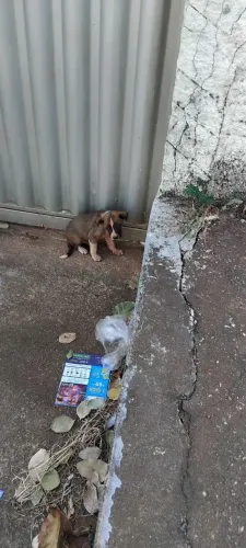 Doação cachorro