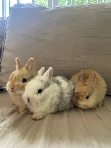  Mini Coelho nederland dwarf