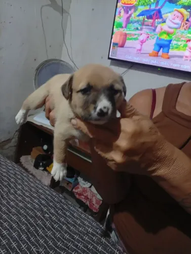 Doação de cachorras