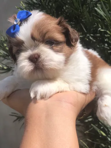 Shihtzu exótica