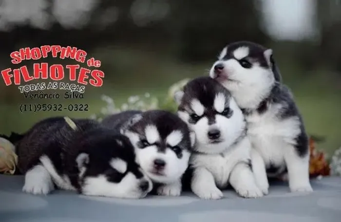 Husky Siberiano de olhos marcantes ? energia, beleza e companheirismo em um só pet!?