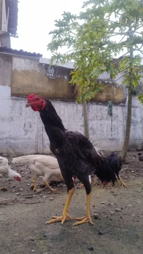 Frango Índio 180
