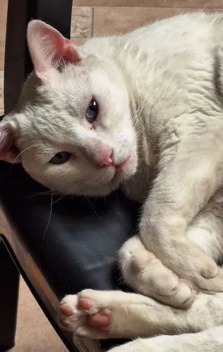 Gato para doação