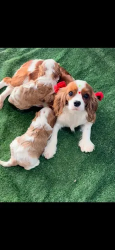 Cavalier king