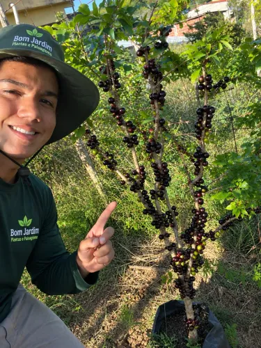 Jabuticabeira com frutos