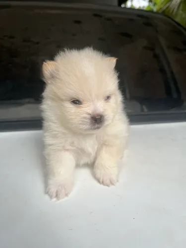 Cachorrinhos da raça Lulu-da-pomerânia(Spitz alemão)