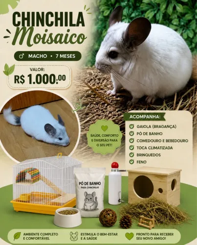 Chinchila Mosaico - Macho - Com gaiola e acessórios.  