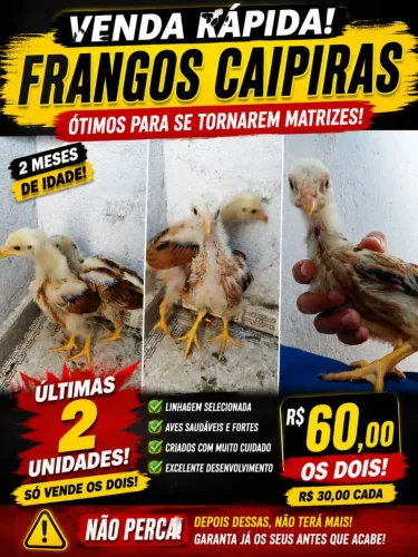 FRANGUINHOS CAIPIRA