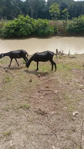 Ovelhaa