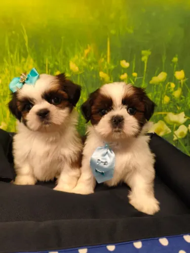 Cães da raça Shih Tzu 