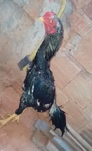 Frangão Índio Prata