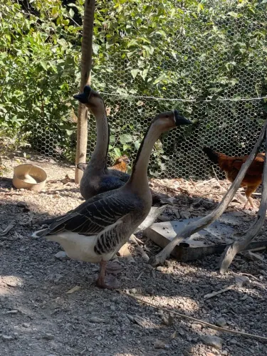 Casal de Ganso Sinaleiro Pardo