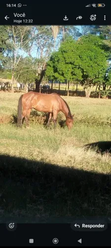 Cavalo 