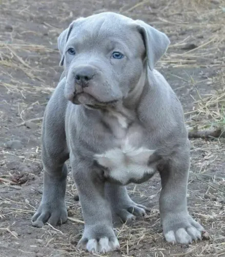 Filhote Pitbull Azul de Olhos Azuis