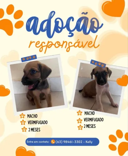 Doação de cachorro