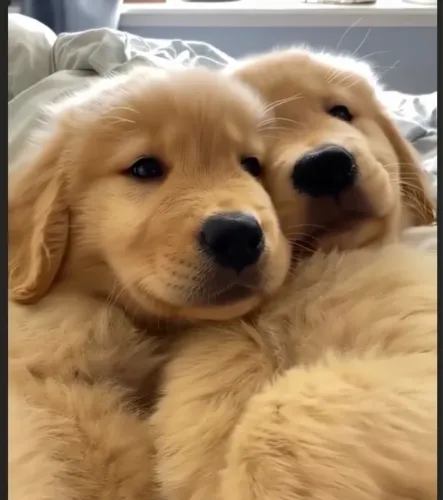 Golden retriever bacana