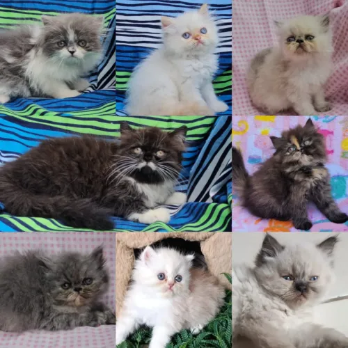 Persas, Exóticos e Himalaios Filhotes - Gatil BSB Cat