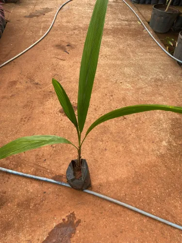 Gueiroba 
