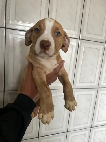 Filhote de Pitbull disponível piro Love 