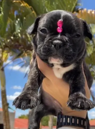 Bulldog Francês - Elegante, carinhoso e irresistível!
