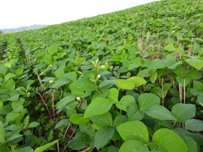 Fazendinha 50 alqueiro planta 40