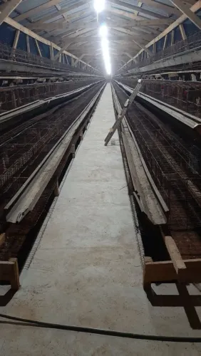 Gaiolas para galinhas poedeira
