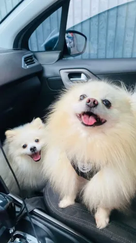 Casal de Spitz Alemão Anão, Brancos - Entregamos a Domicilio